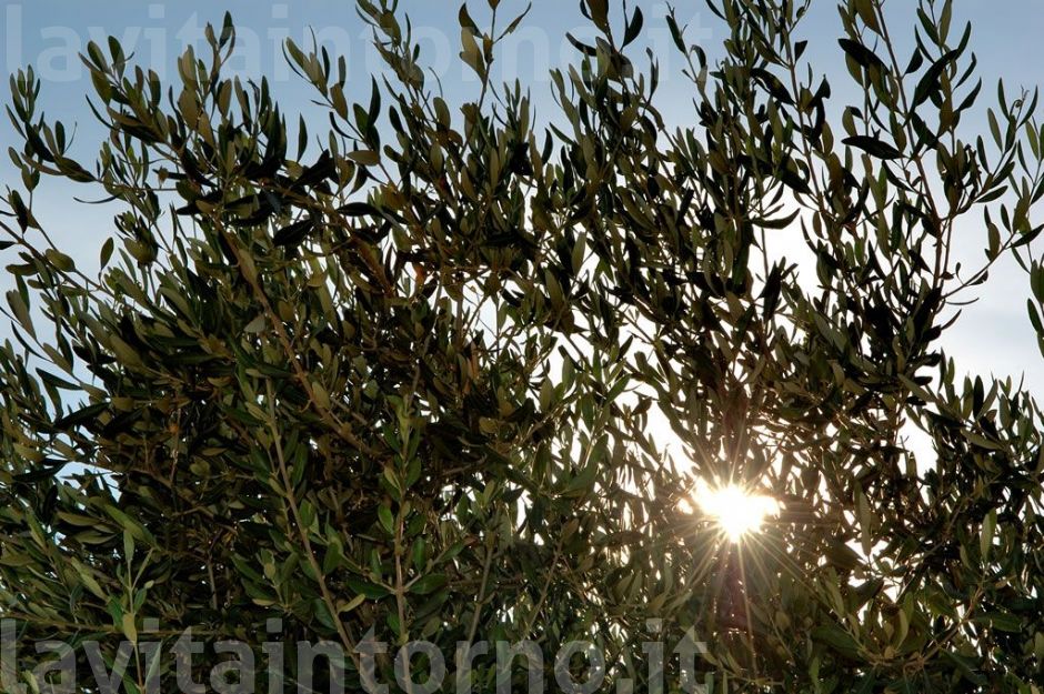 spunta un raggio di sole