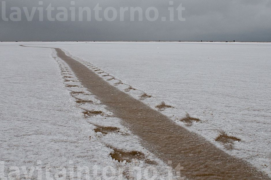 Gray seals: tracks