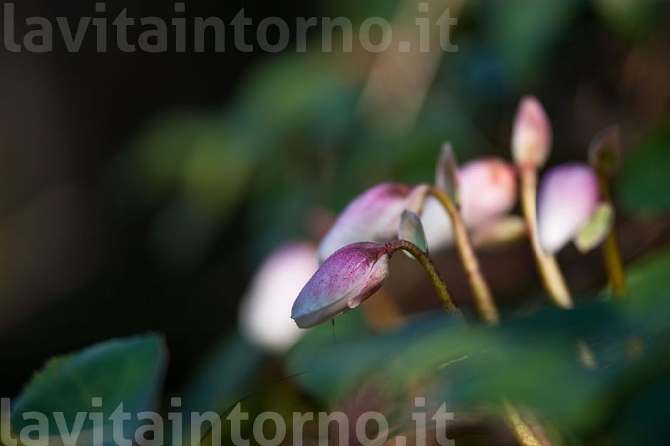 Helleborus Niger return #2