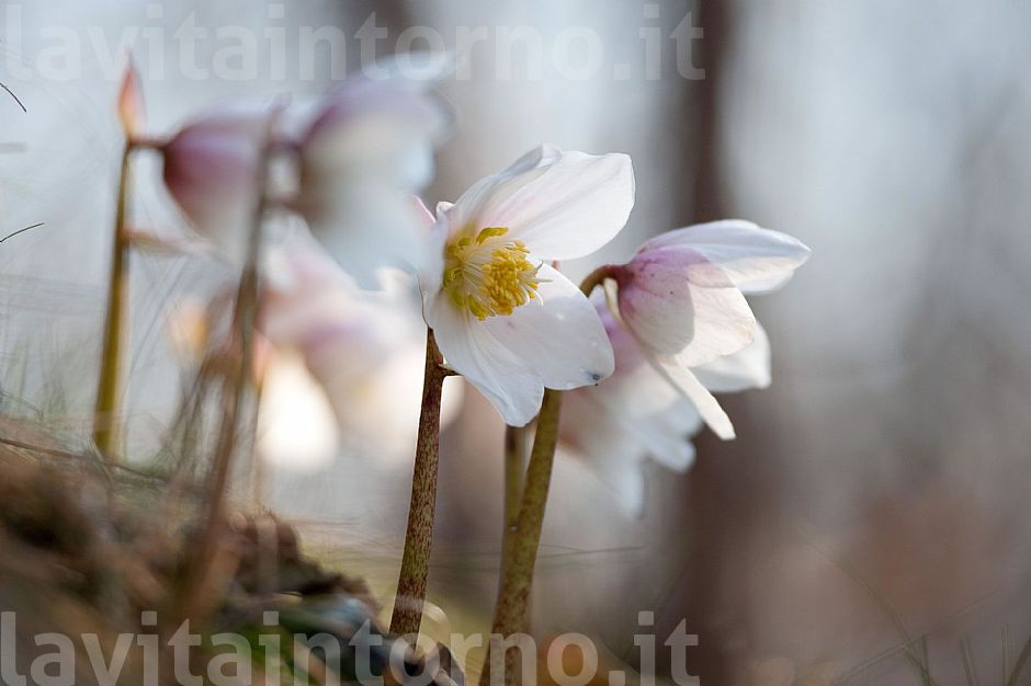 Helleborus Niger return #3