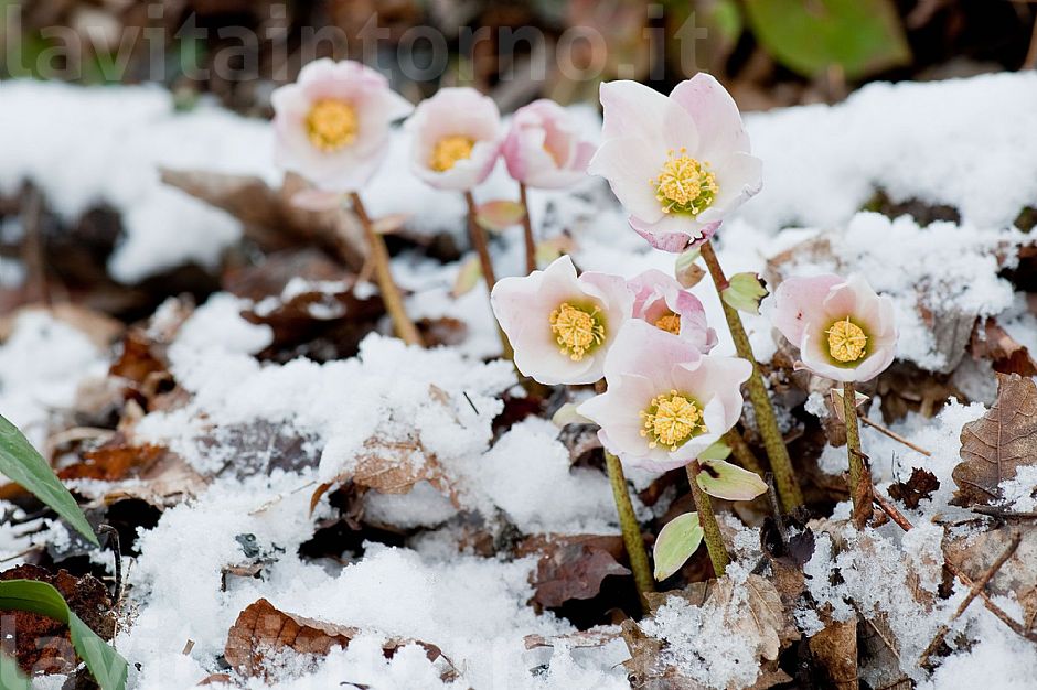 colors of (late) winter