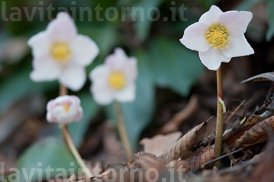 Helleborus family