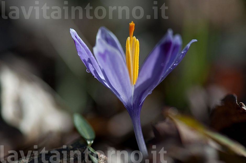 Crocus