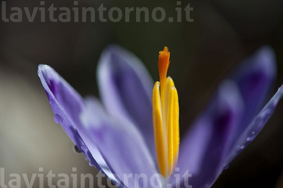 Crocus #2