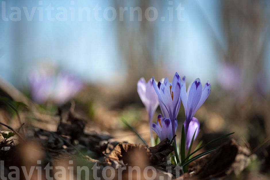 Crocus #5