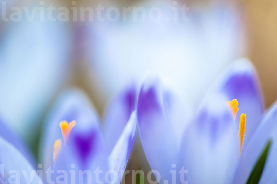 colors by crocus #2