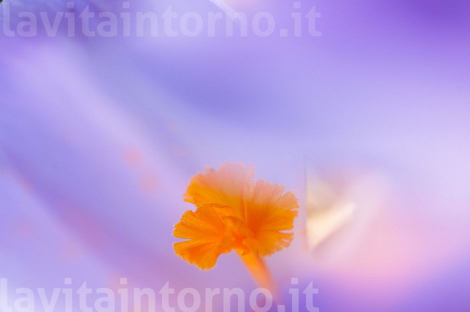 colors by crocus #3