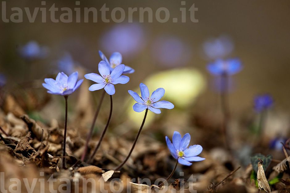 Hepatica Nobilis