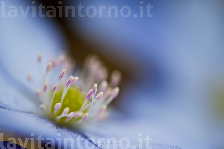 Hepatica Nobilis #2