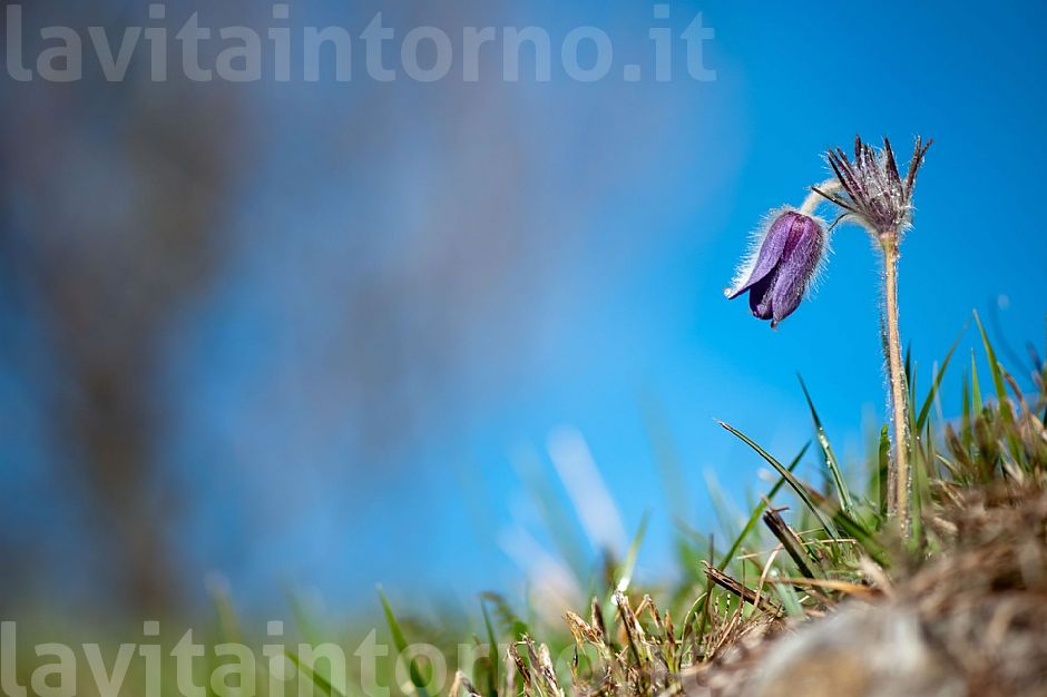 Pulsatilla Montana