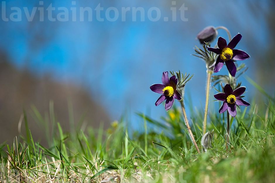 Pulsatilla Montana #2