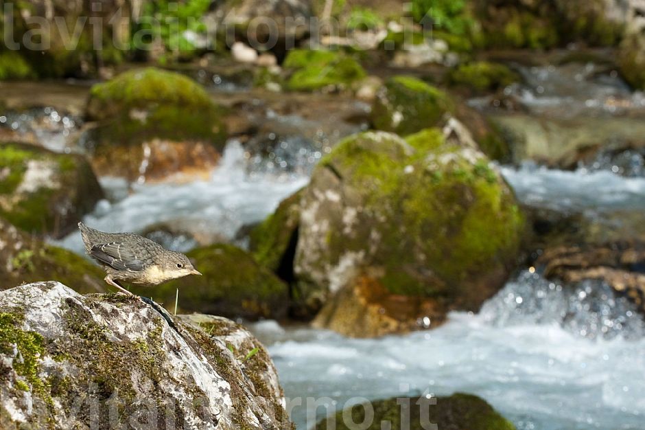 piccolo di Merlo acquaiolo (Cinclus cinclus)
