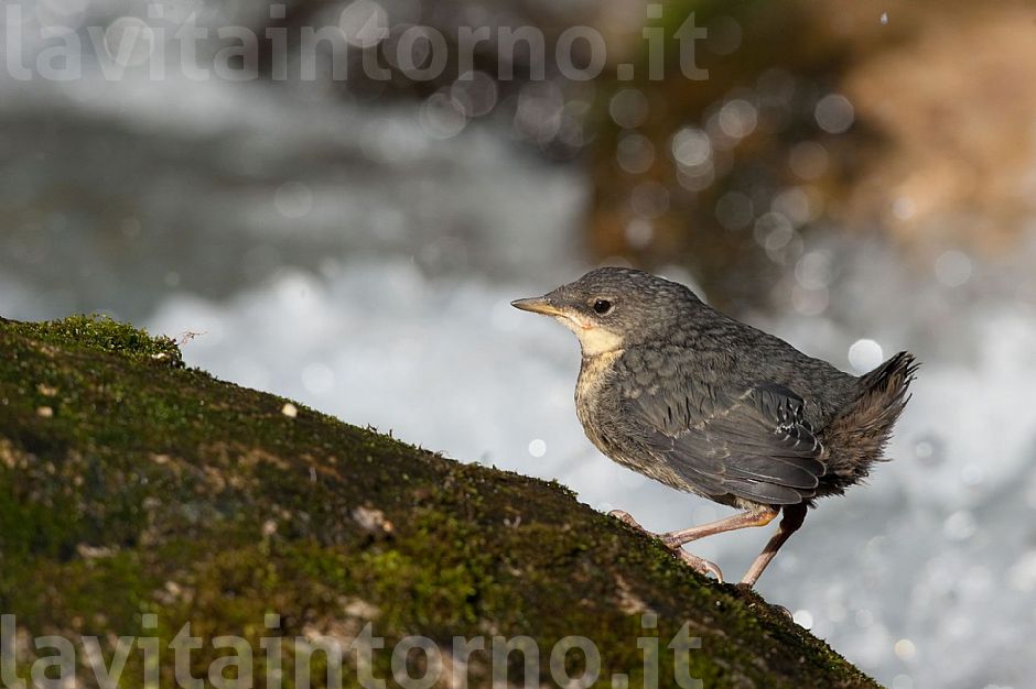 piccolo di Merlo acquaiolo (Cinclus cinclus) #2