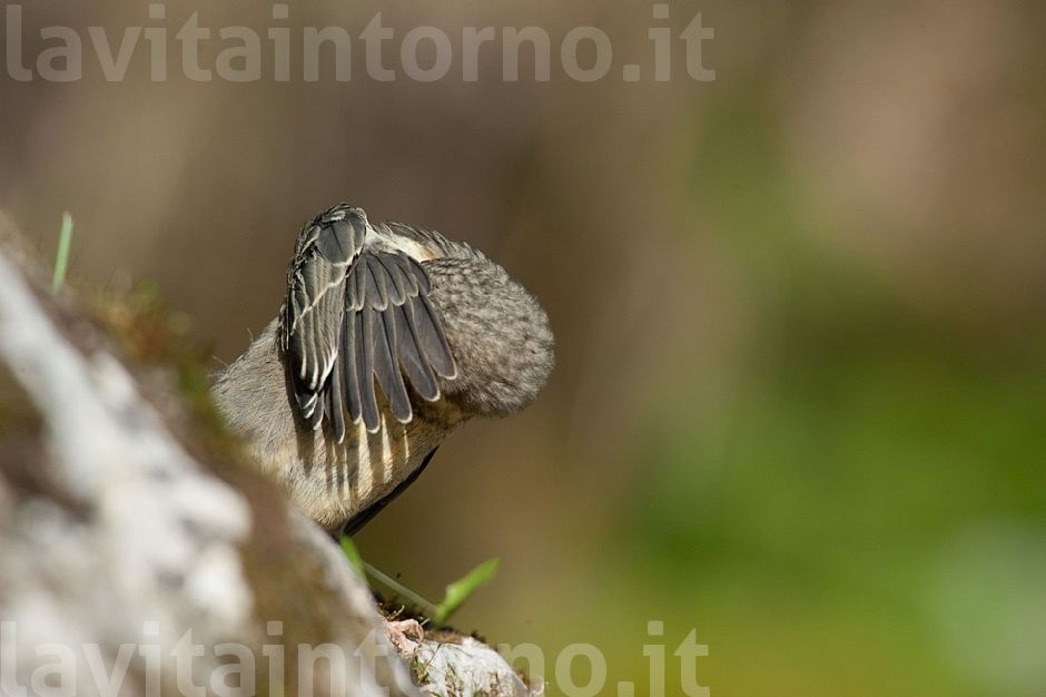 Cinclus cinclus: pulizie di primavera