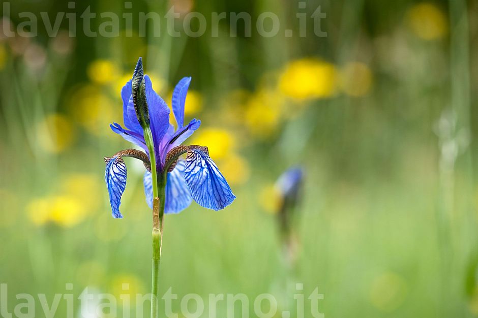 Iris Sibirica