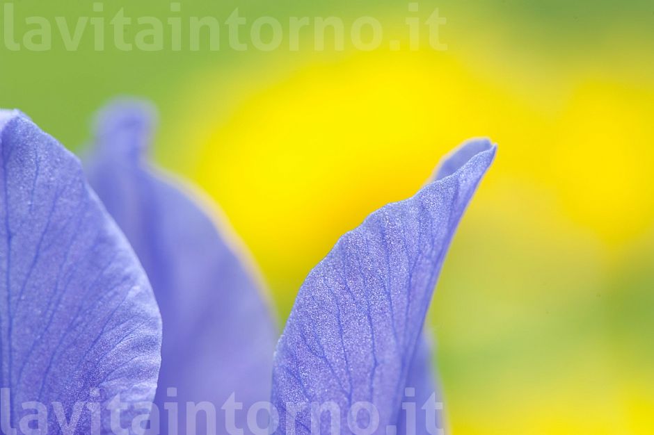 colors ... by Iris Sibirica