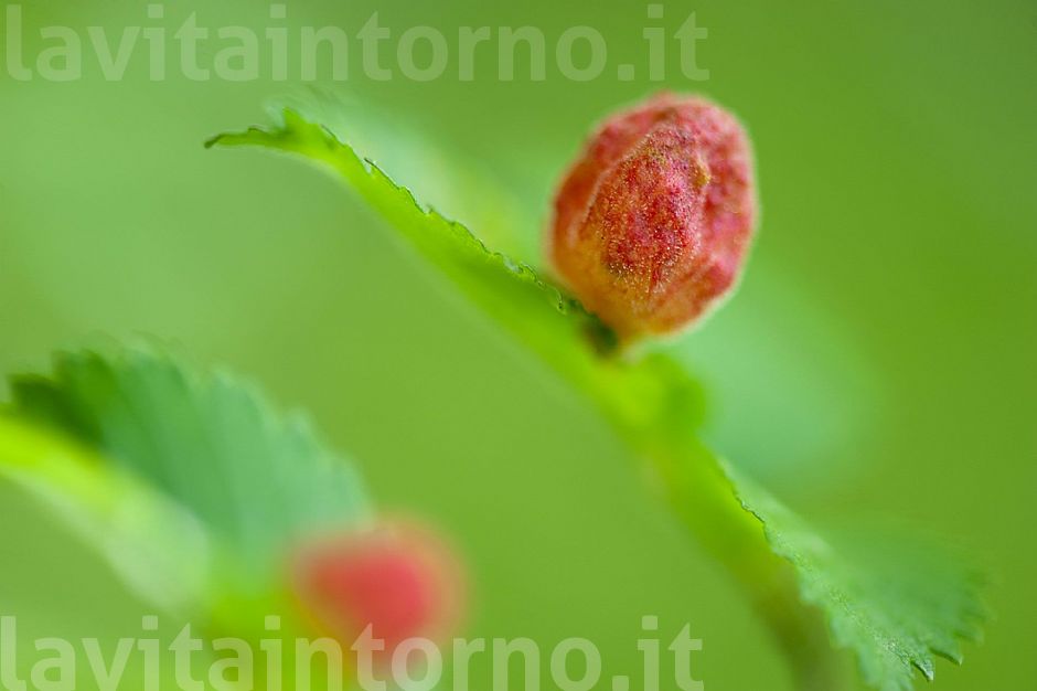 Ulmus minor (response to aphids)