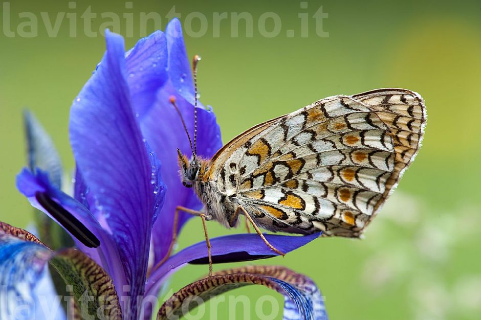 sleeping on the Iris