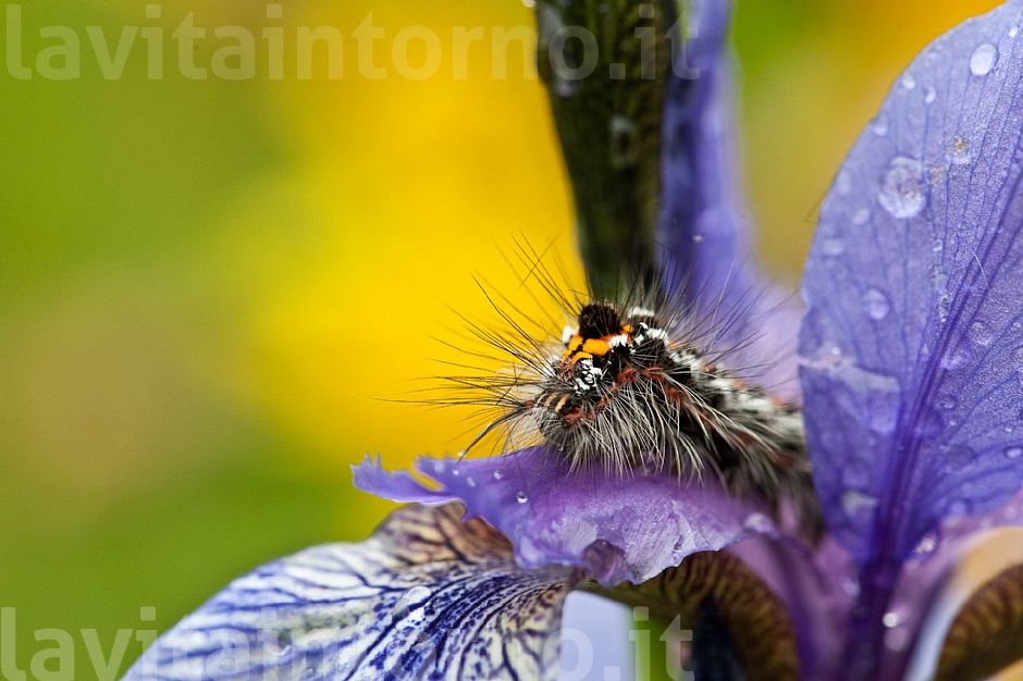 alien on the Iris