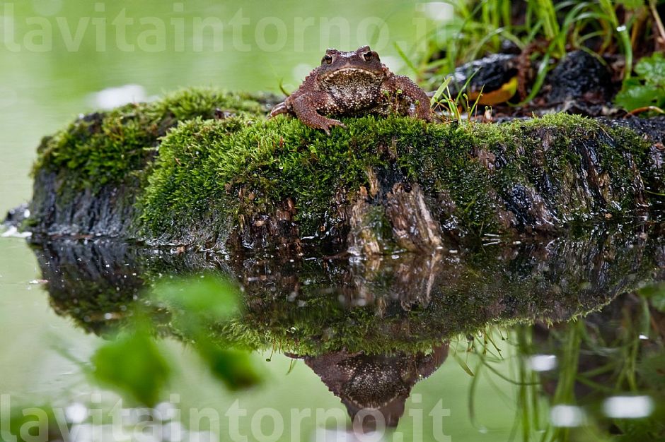 ready for the shot #2