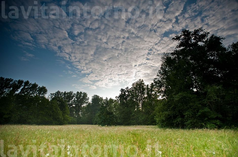 morning meadows closed