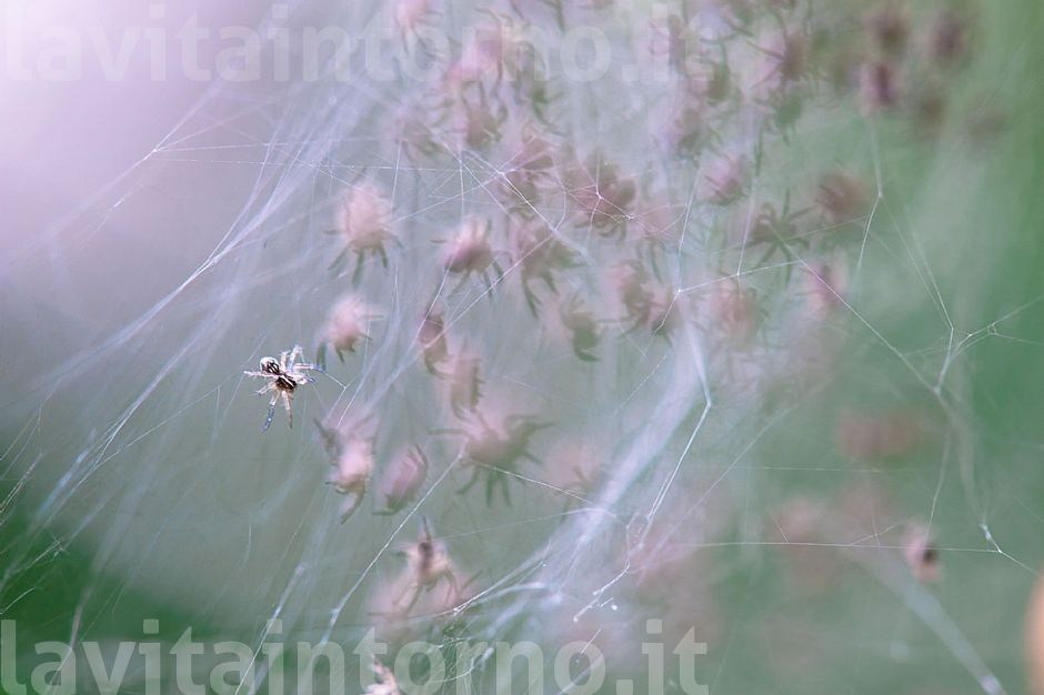 in the spider's lair