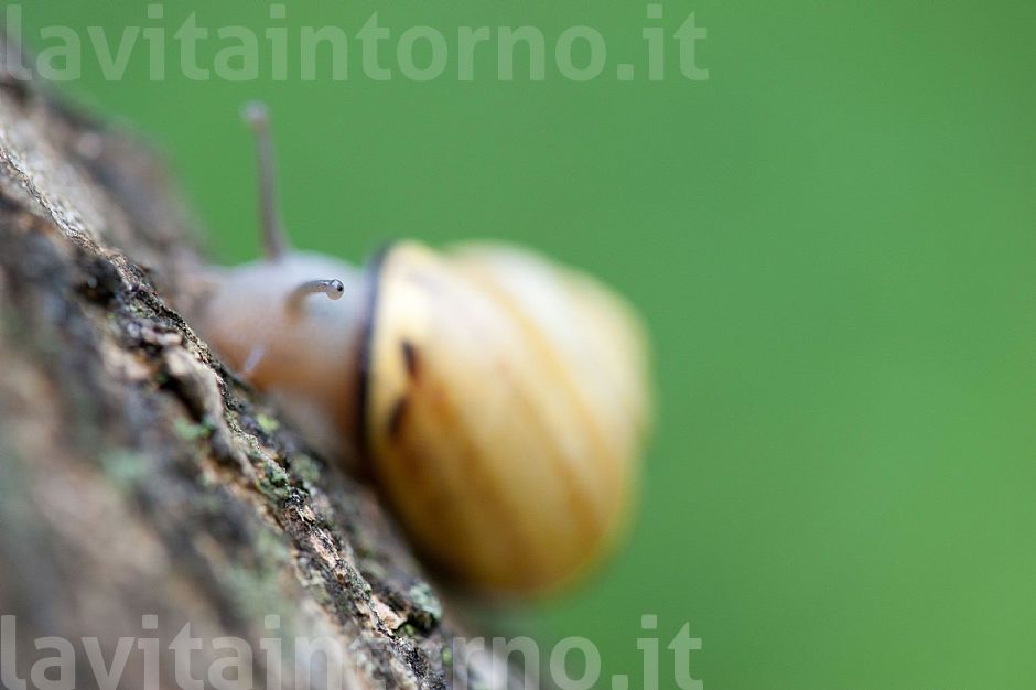 praise of slowness  #2