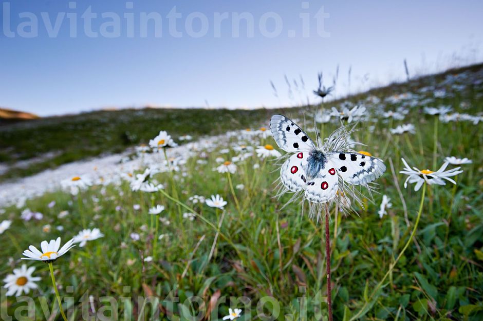Parnassius apollo