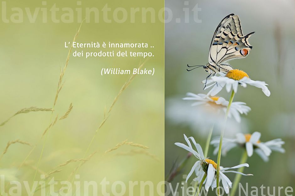 Papilio machaon Linnaeus