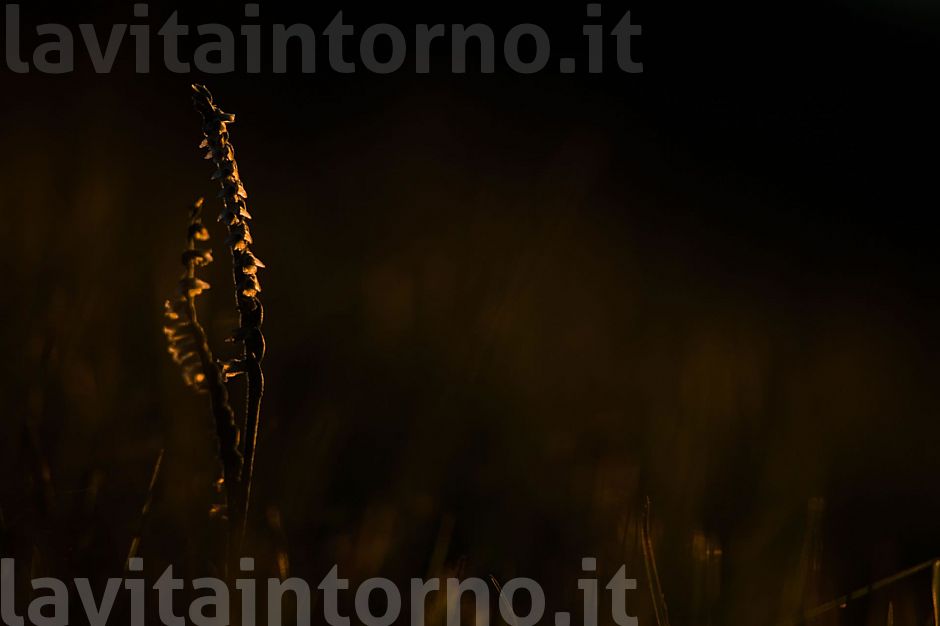 first light on Spiranthes spiralis