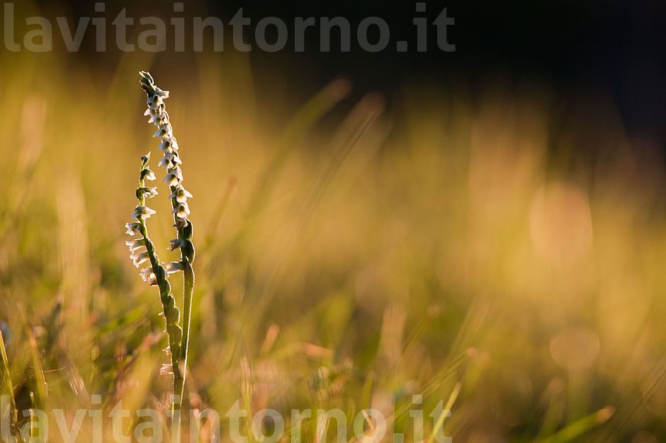 first light on Spiranthes spiralis #2