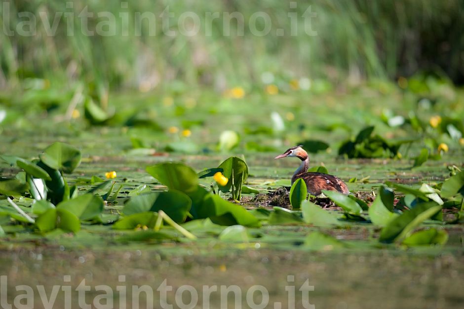 ... on nest