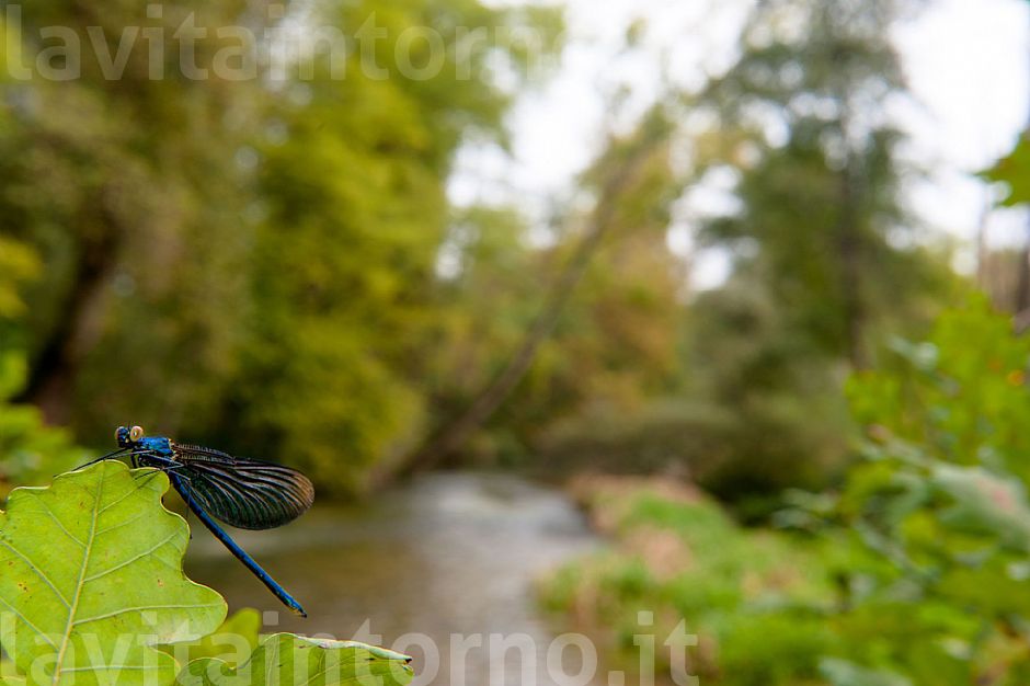 My last Beautiful Demoiselle