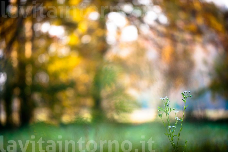MyAutumn #5