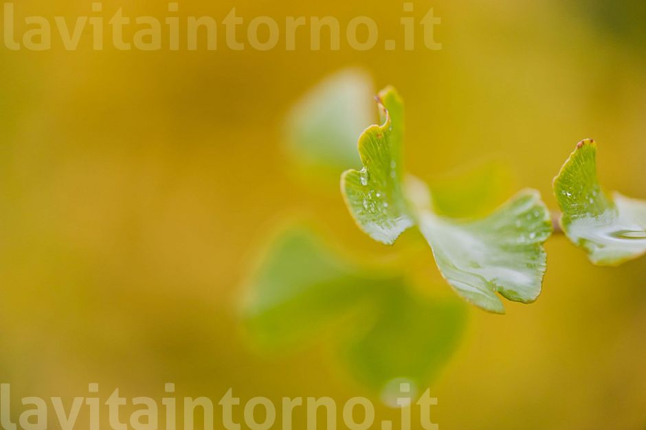 MyAutumn #10
