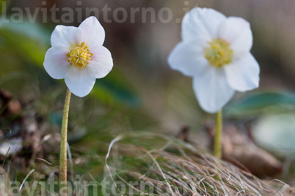 welcome back Helleborus Niger #3