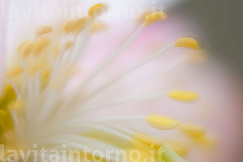 colors by Helleborus Niger