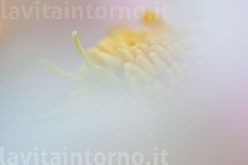 softness by Helleborus