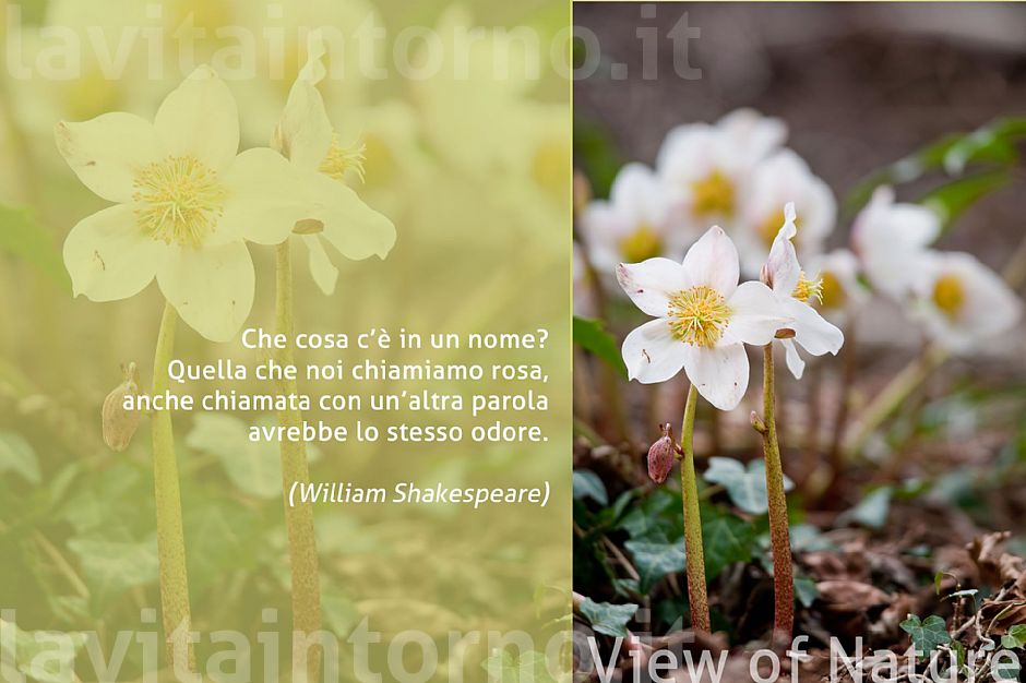 Helleborus Niger ( Rosa di Natale )