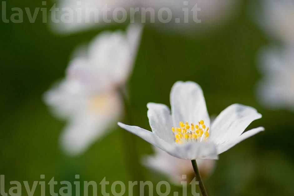 is still springtime ... #2