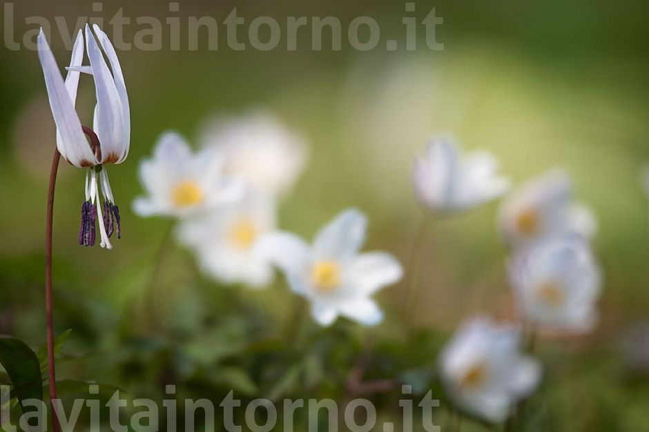 is still springtime ... #3