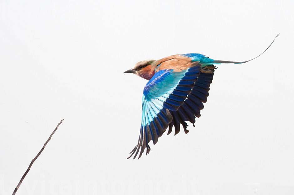 Coracias garrulus