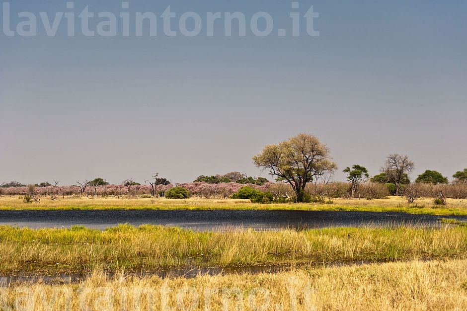 Chobe National Park: afternoon