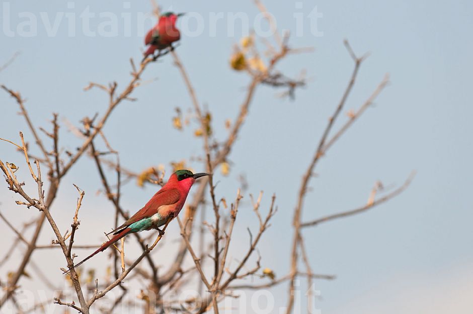 Merops nubicoides #2