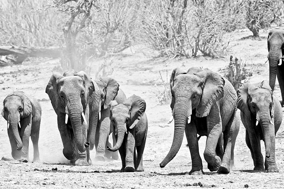 Okavango BW #3