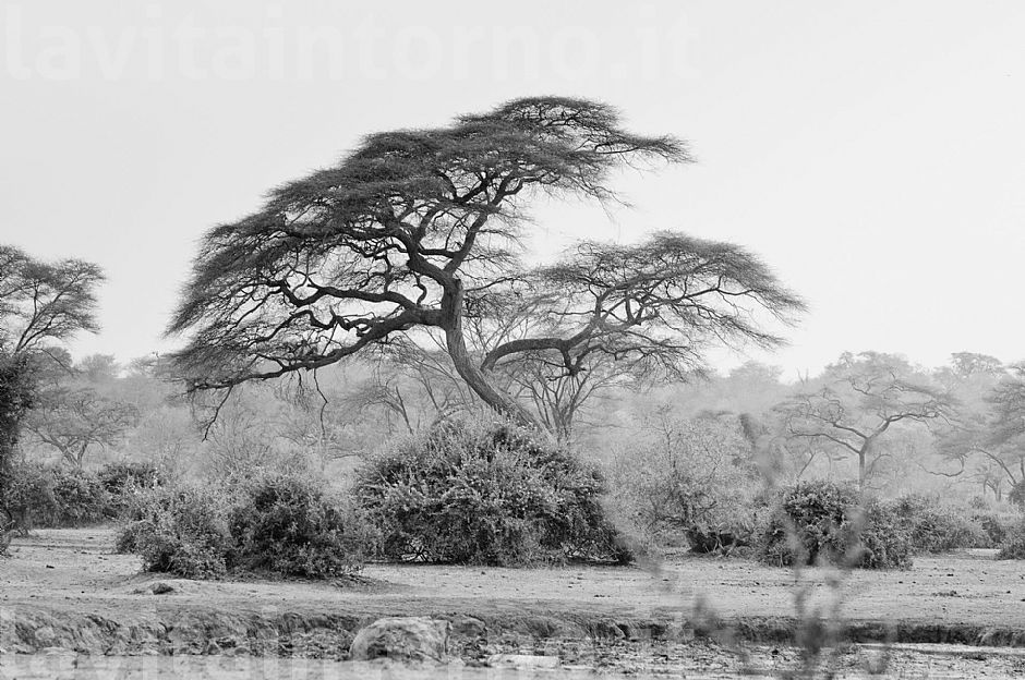 Okavango BW #4