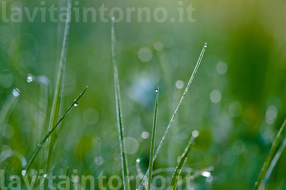 simply grass