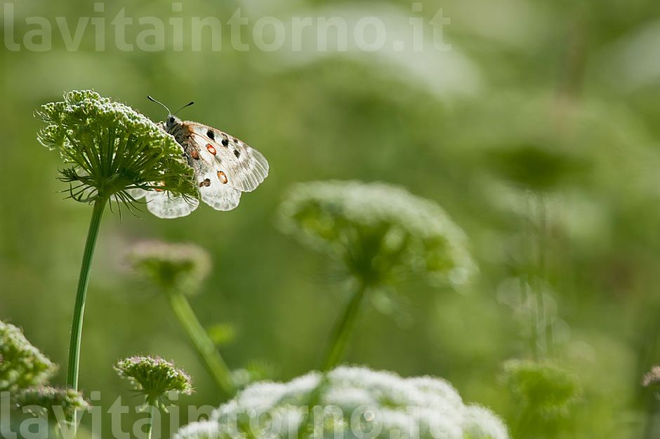 Parnassius Apollo