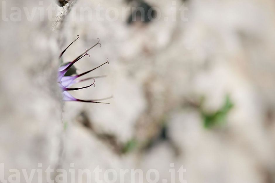 almost invisible (Physoplexis comosa)
