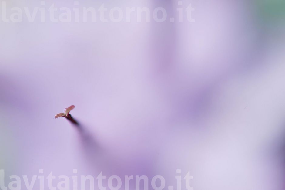 almost invisible (Physoplexis comosa) #2